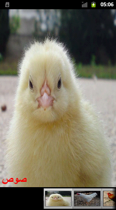 image: Chick(Hen)