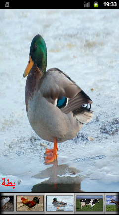 image: Duck