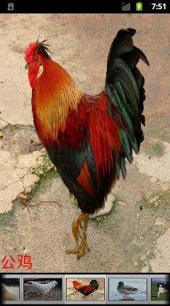 image: Rooster